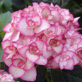 Double White Pink Hydrangea Plant, 5 to 7 Inch Tall Hydrangea Plants Live, Without Pot, Change Color Flowers Hydrangeas Bush Plant Outdoor Shade Garden, Colorful Flowers