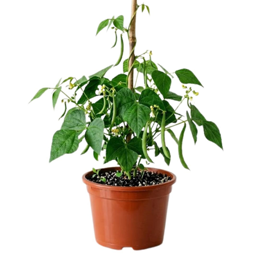 Live Green Beans Plant for Planting, 4 to 6 Inches Tall, Green Bean Vegetable Plant, Ready to Grow Vegetable Plant for Raised Beds and Containers