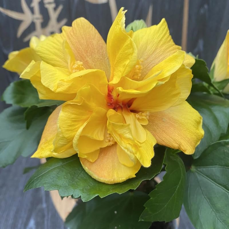 Hibiscus Flower Plant, Hibiscus Plants Live, Tropical Hibiscus Plant, Double Gold, Zone 10 to 12, Size 5 to 7 Inch Tall