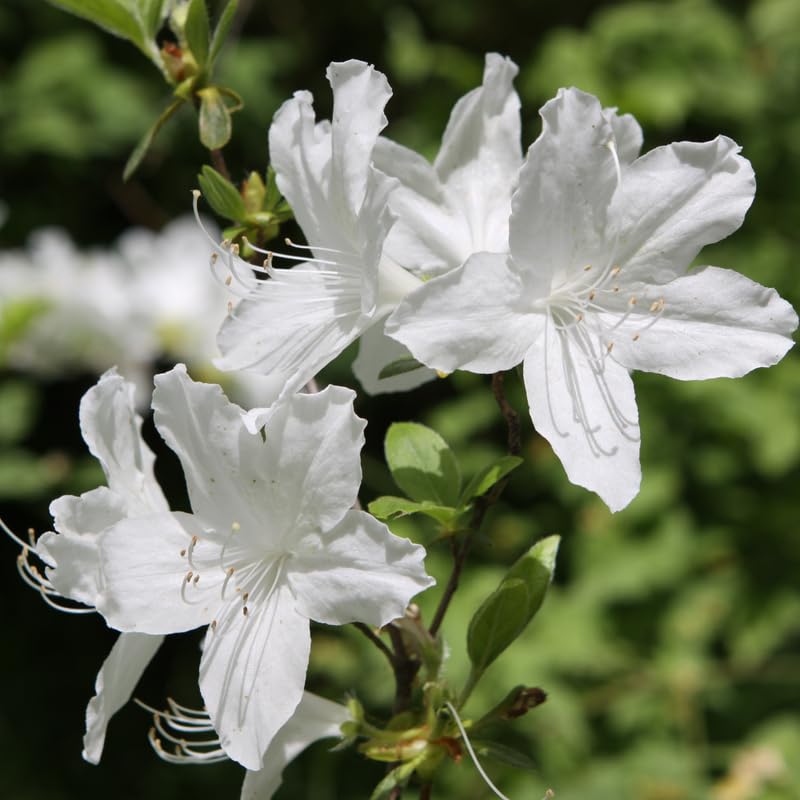 White Azalea Plant in 4 Inch Pot, 8-10 Inch Tall, Azalea Bush Rhododendron Like Flowering Shrub with Vibrant Spring Blooms for Garden and Containers
