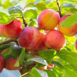 2 American Plum Trees Live Plants, Bareroots 18 to 24 Inch Height, Cold Hardy Plum Plant Live for Planting Outdoors, Live Plum Tree Plant
