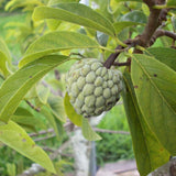 Custard Sugar Apple Tree Live Plant, Annona Squamosa Size 8-10 Inches in Half Gallon Pot, No CA
