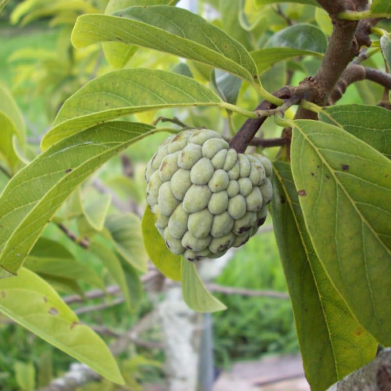 Custard Sugar Apple Tree Live Plant, Annona Squamosa Size 8-10 Inches in Half Gallon Pot, No CA