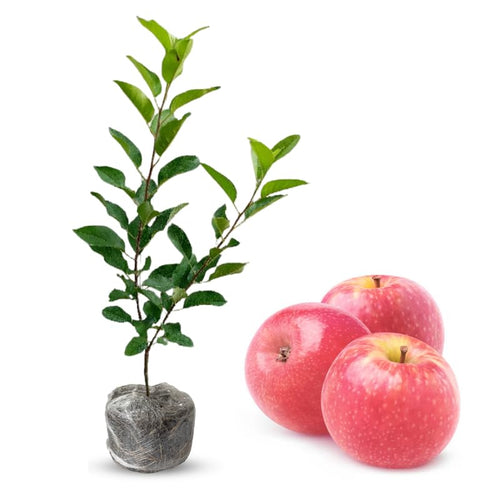 Cold Hardy Apple Tree Live Plant, Apple Fruit Plant Bare Root for Backyard Orchard, 2 to 3 Feet Tall, Easy to Plant
