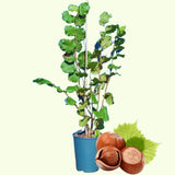 1 Year Old Hazelnut Tree Live Plant, American Hazelnut Nuts Tree Dormant in Winter