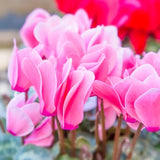 Pink Cyclamen Live Plant in Pot, Hardy Cyclamen Plant Live Vibrant Blooms, in 4 Inc Pot, Indoor Flowering Houseplant for Year-Round Display