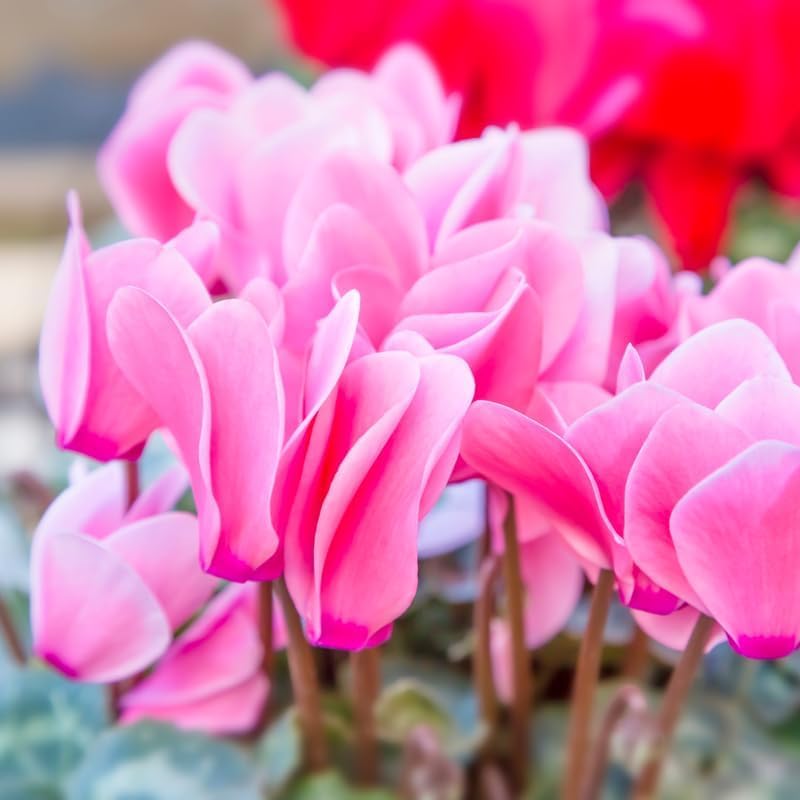 Pink Cyclamen Live Plant in Pot, Hardy Cyclamen Plant Live Vibrant Blooms, in 4 Inc Pot, Indoor Flowering Houseplant for Year-Round Display