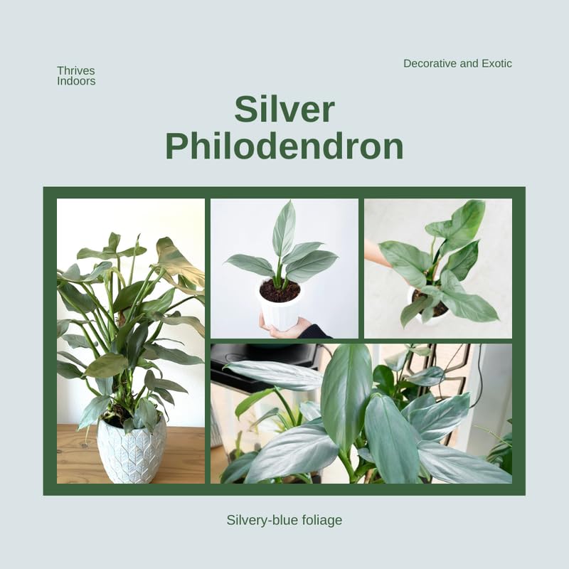 2 Silver Philodendron Live Plant 5-9" Tall, Rare Tropical Indoor Houseplant Home Garden