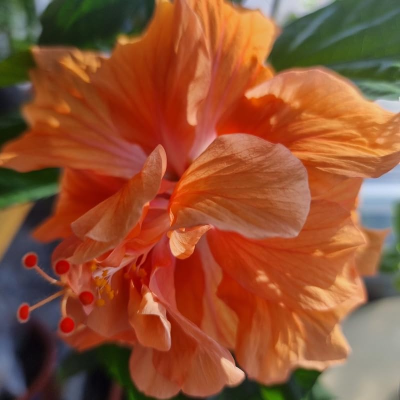 Set 4 Hardy Hibiscus Plants Live, Double Orange Hibiscus Flowers Bush Shrub Well-Rooted Plugs, 3-5" Tall, Ornamental Hibiscus Seedlings