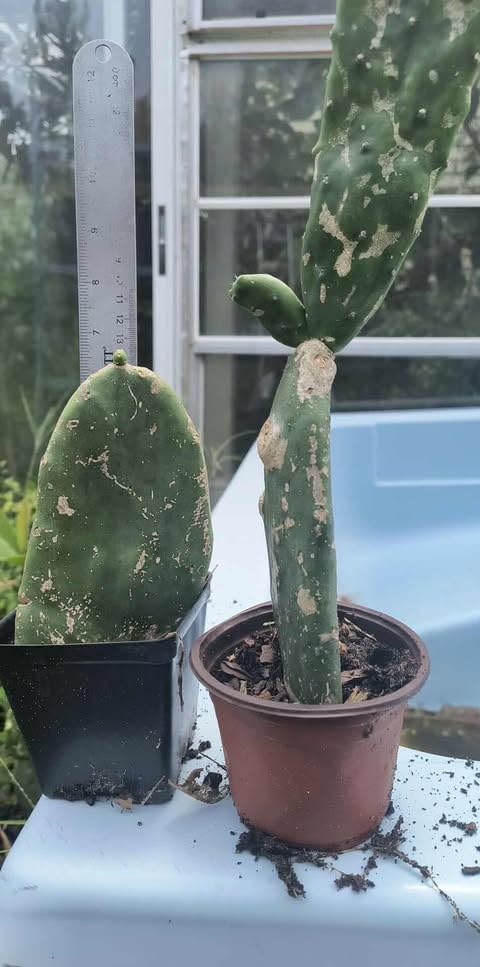 Prickly Pear Cactus, Green Prickly Pear Cactus Plant Live in 4 Inc Potted