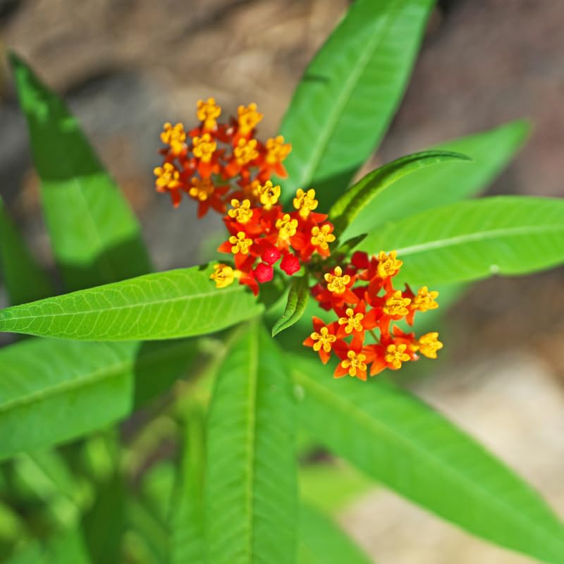 3 Live Milkweed Plants, Red Asclepias Tuberosa Plant, Butterfly Milkweed Plants Live for Growing Indoor Outdoor