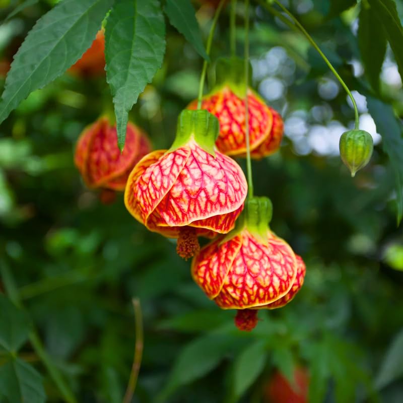 Abutilon Live Plant, Abutilon Flowering Vine, Trailing Lantern Flower Well Rooted 5-7 Inch Tall