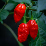 Carolina Reaper Live Pepper Plant, 4 Inch Pot, 3-6 Inch Tall Plant, Super Hot Chili Pepper for Home Gardens, Vegetable Growing and Harvesting