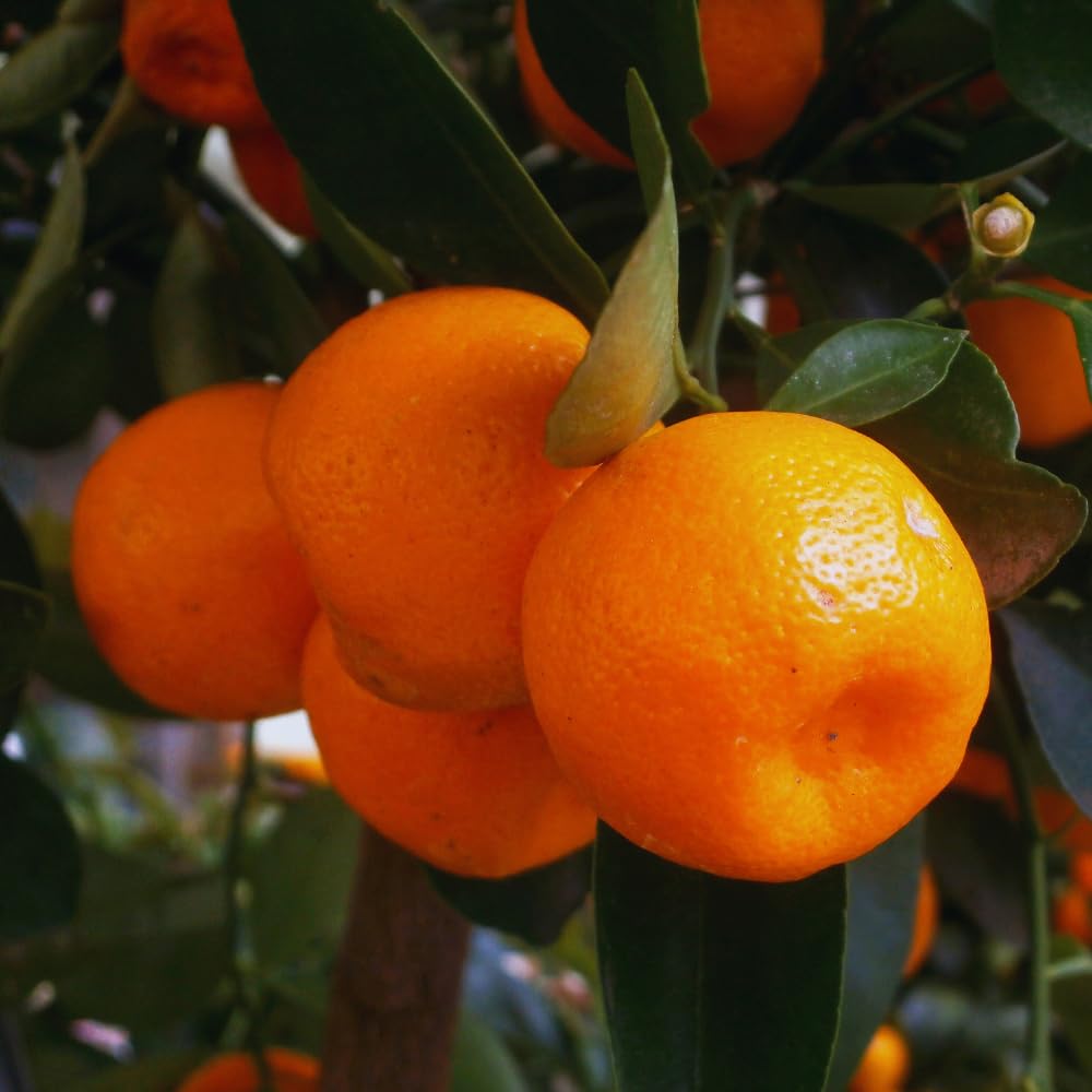 Calamondin Tree Live Plant, Calamansi Plant Live from 3 Feet to 4 Feet Long, Gardening Outdoor