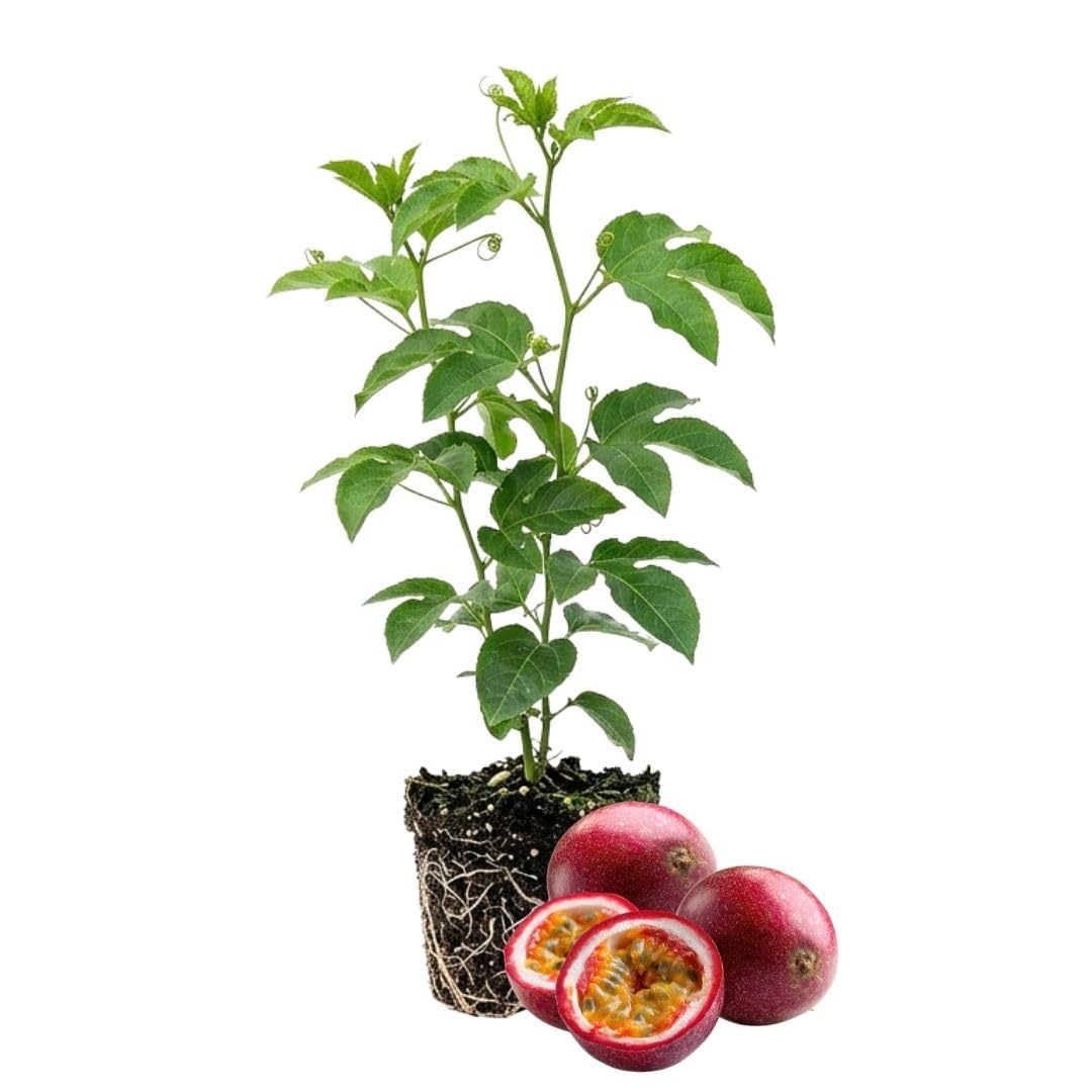Red Passion Fruit Plant Live 4-7" Height, Tropical Passion Fruit Vine Plants, Well Rooted Plant for Outdoor Planting