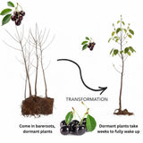 Set 4 Black Cherry Trees Live Plants 1-2 Feet Tall, Large Dark Black Cherry Plant Live, Sweet Cherry Fruit Tree, Bareroots, No Leaves, Dormant
