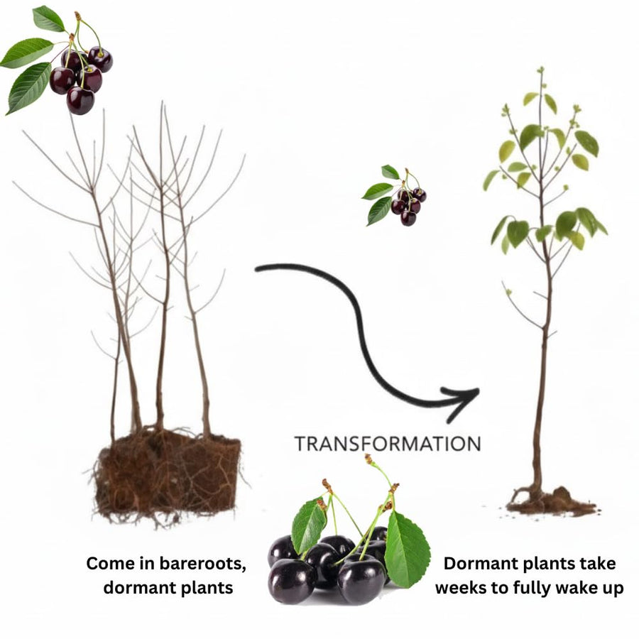 Set 4 Black Cherry Trees Live Plants 1-2 Feet Tall, Large Dark Black Cherry Plant Live, Sweet Cherry Fruit Tree, Bareroots, No Leaves, Dormant