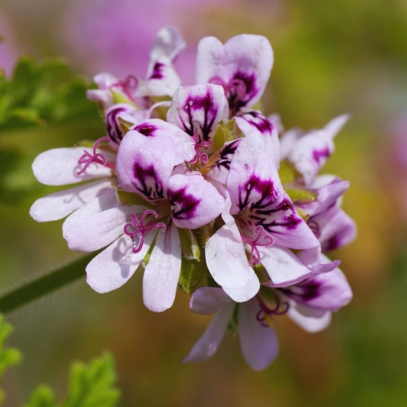 Live Citronella Plants, 4 Citronella Plants Live, Citronella Geranium Plants Live, Citronella Starter Plants for Growing, 4 to 7 Inc Tall Citronella Live Plants