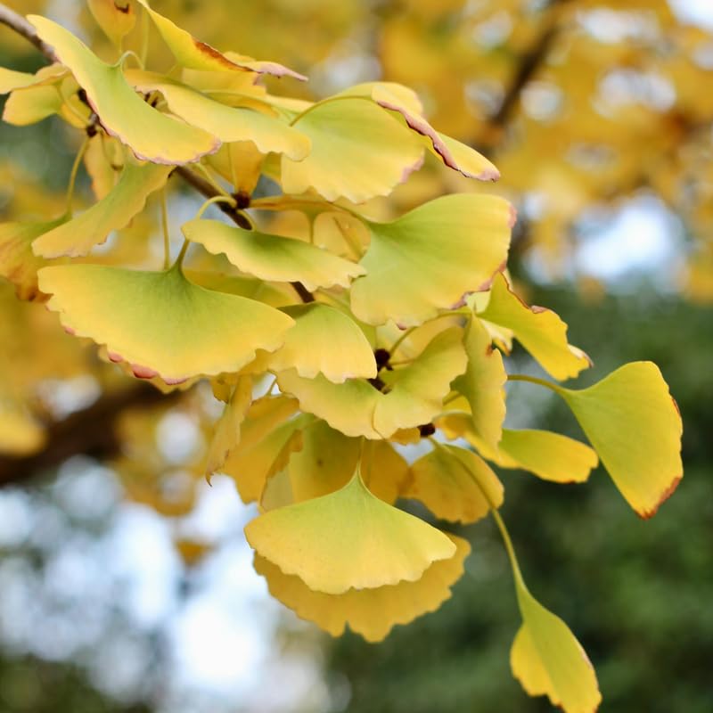 Pack 2 Ginkgo Tree Plant, Ginkgo Biloba, 6-12 Inch Tall Plant in Quart Pot, Hardy Ornamental Landscape Trees for Planting Outdoor