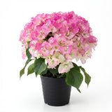 White Pink Bougainvillea Plant Live, Bougainvillea Live Plant, Well Rooted 5 to 7 Inches Tall, Colorful Long Lasting Blooms, Ideal for Trellis, Landscape and Outdoor Garden