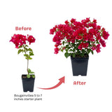 Red Purple Bougainvillea Plant Live, Bougainvillea Live Plant, 5 to 7 Inches Tall, Colorful Long Lasting Blooms, Ideal for Trellis, Landscape and Outdoor Garden