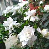 3 Cape Jasmine Plants Live, Live Frost Proof Jasmine Plants, Gardenia Jasmine Live Plants, 4 to 6 Inc Long
