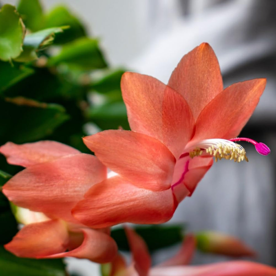 Salmon Christmas Cactus Plants Live, 4 to 6 Inch Tall Live Christmas Cactus Bare Roots, Perennial Well Rooted Flower Plants, Holiday Houseplant, No Pot