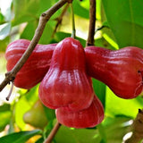 Red Wax Apple Tree Live, Apple Fruit Tree 2–3 Feet Tall, Tropical Fruit Tree for Outdoor Planting