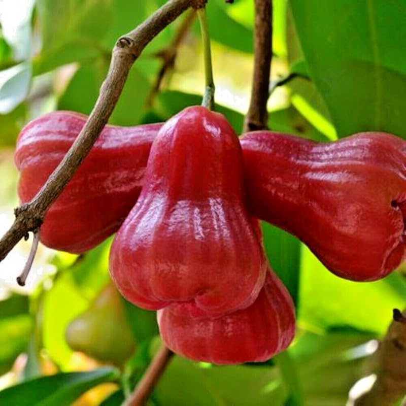 Red Wax Apple Tree Live, Apple Fruit Tree 2–3 Feet Tall, Tropical Fruit Tree for Outdoor Planting