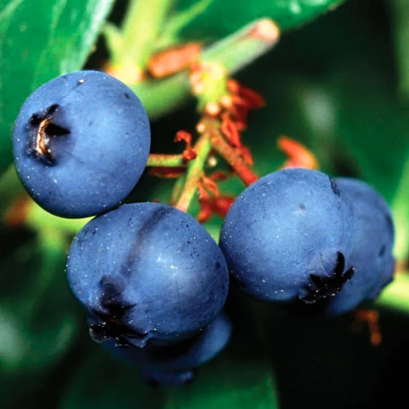2 Blueberry Plants Live for Planting, Blueberry Bushes Live Plant 1 Year Old, Fruit Tree Live Blueberry Plant Highbush Blueberry Plant (Biloxi Blueberry Plants)