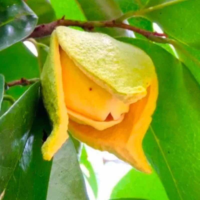 1 Pot Soursop Tree, Annona Muricata Soursop Plant Live for Planting, 6-10 Inch Height, Tropical Soursop Fruit Tree, Half Gallon Pot, Well-Rooted