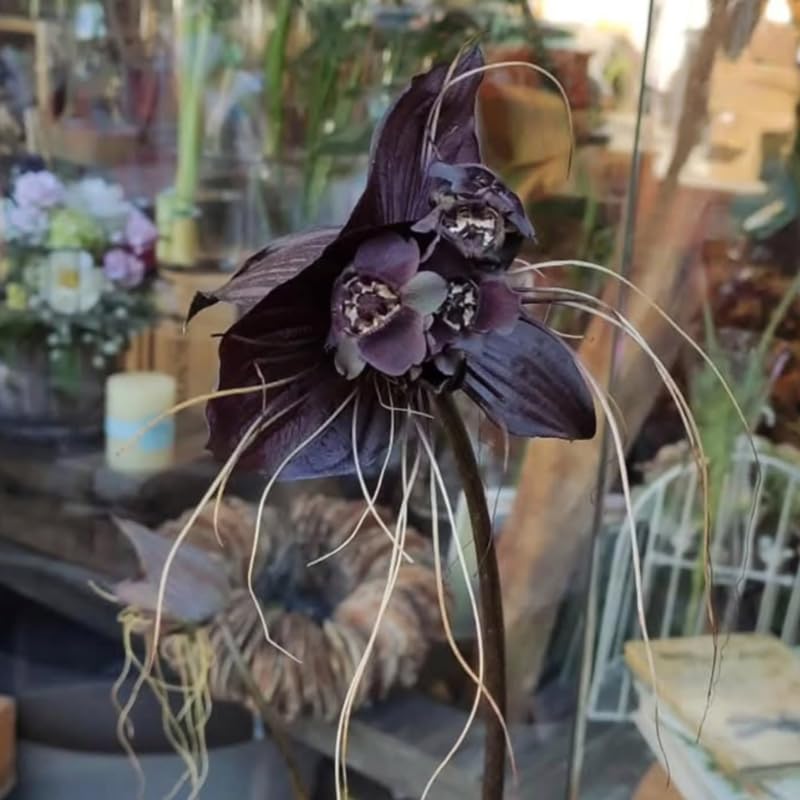 2 Black Bat Flower Live Plants, Bat Orchird Tacca Chantrieri Houseplant 4-6 Inches Tall