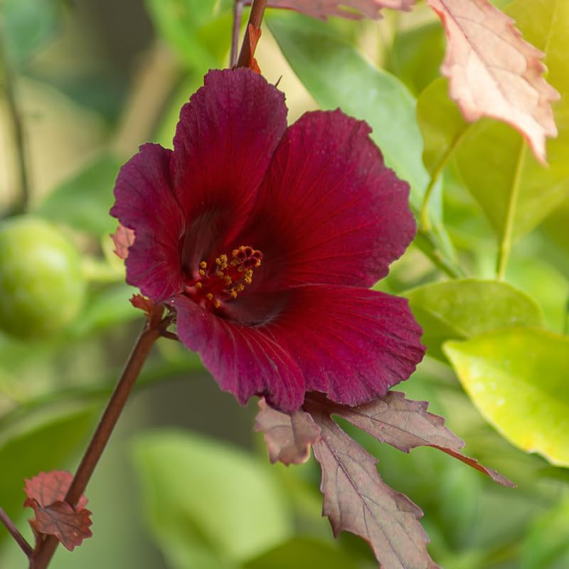 Cranberry Hibiscus Plants Live, 2 Live Plants, Live Red Hibiscus Plant Starter Plants, 3 Inches and 6 Inches in Height