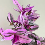 Wandering Jew Live Plant, Tradescantia Nanouk Succulent Plant Live for Growing Hanging Basket Plant, 2 Inc Pot