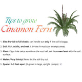 5 Cinamon Fern Rhizomes Live Plants for Planting, Ferns Live Plants Outdoors Indoors Full Shade, Bare Roots, Fast-Growing