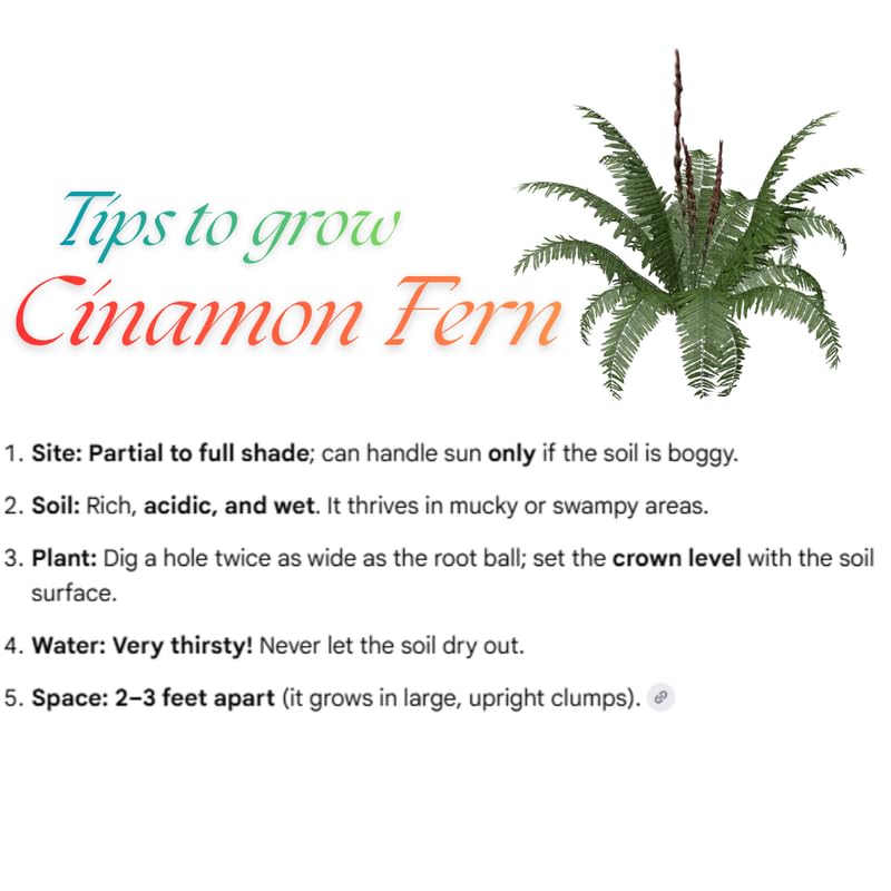 5 Cinamon Fern Rhizomes Live Plants for Planting, Ferns Live Plants Outdoors Indoors Full Shade, Bare Roots, Fast-Growing