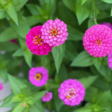 2 Pink Zinnia Plants Live, Zinnia Live Plants for Planting, Flower Plant, 4 Inches Pot