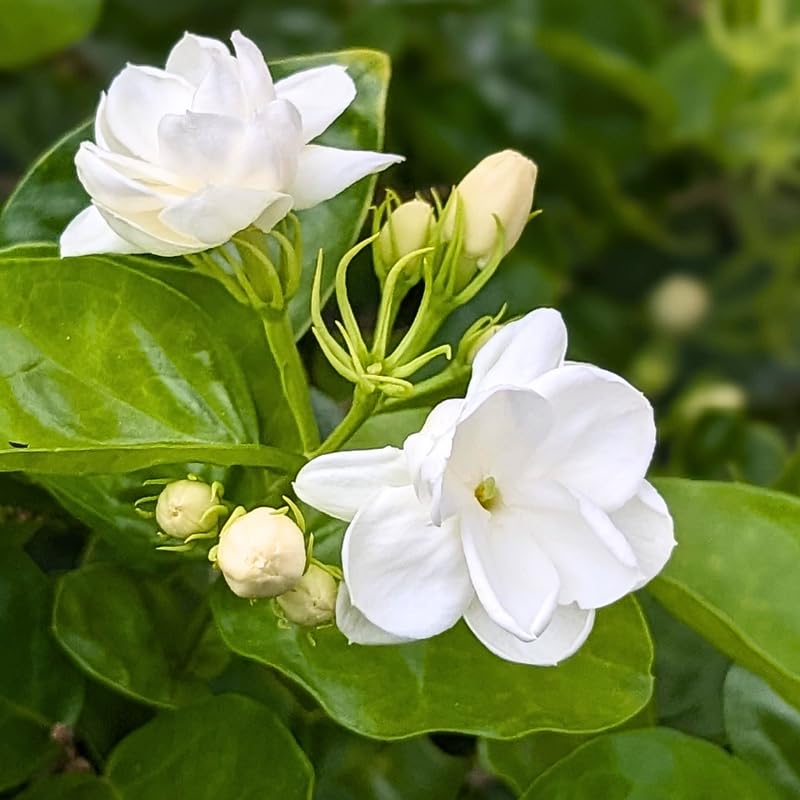 Maid of Orleans Jasmine Plant Live, Arabian Jasmine Flowering Vine Plant 4-9 Inch, Climbing Jasmines Well Rooted Houseplant Indoor Outdoor