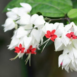 2 Clerodendrum Plants Live 5-9 Inc Tall - Great for Beautifying Indoor and Outdoor Spaces - Trailing Light Bulb Flowering Vine (Mixed Bleeding Heart)