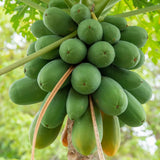 Papaya Tree Live Plant 5 to 10 Inc Tall in 4" Pot, Starter Plant Well-Rooted Fresh Fruit Plant Tropical Zones 9-11, No CA