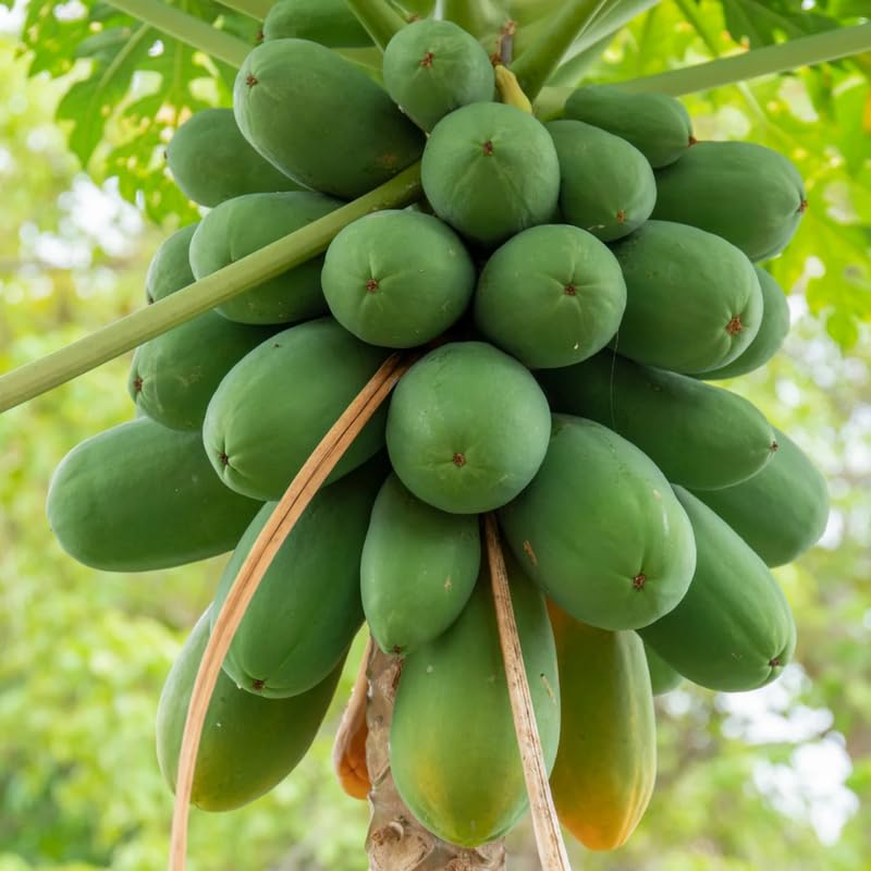 Papaya Tree Live Plant 5 to 10 Inc Tall in 4" Pot, Starter Plant Well-Rooted Fresh Fruit Plant Tropical Zones 9-11, No CA