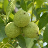 Set 2 Black Walnut Trees,12-18 Inch Bare Root, Walnut Fruit Tree Plant for Gardening
