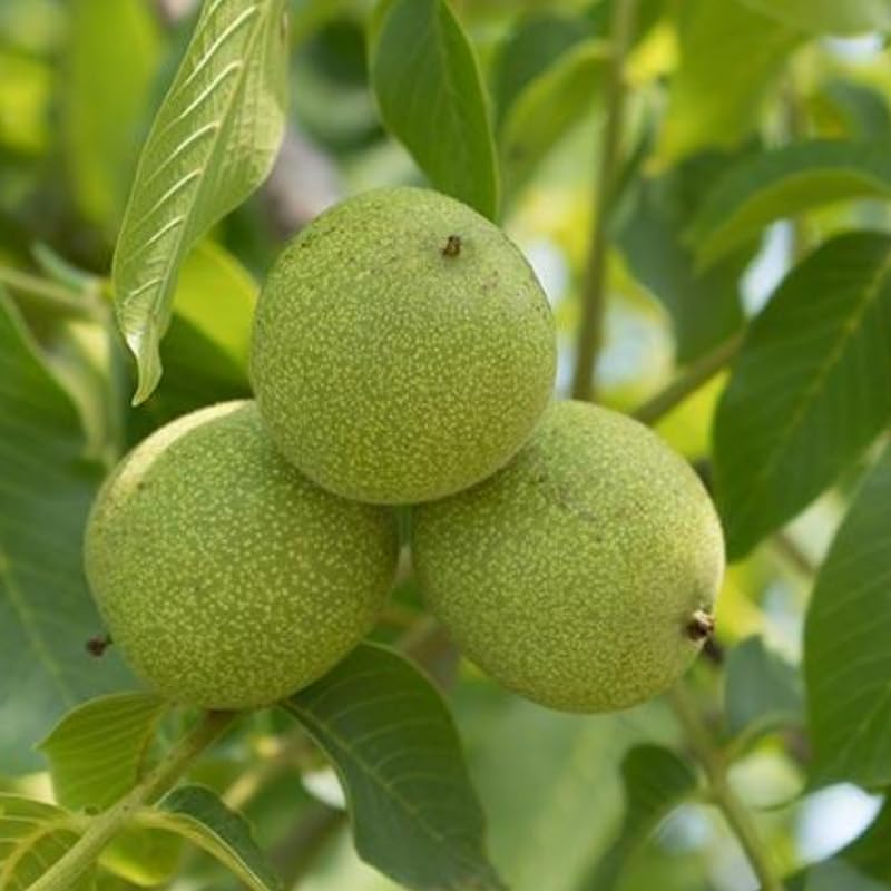 Set 2 Black Walnut Trees,12-18 Inch Bare Root, Walnut Fruit Tree Plant for Gardening