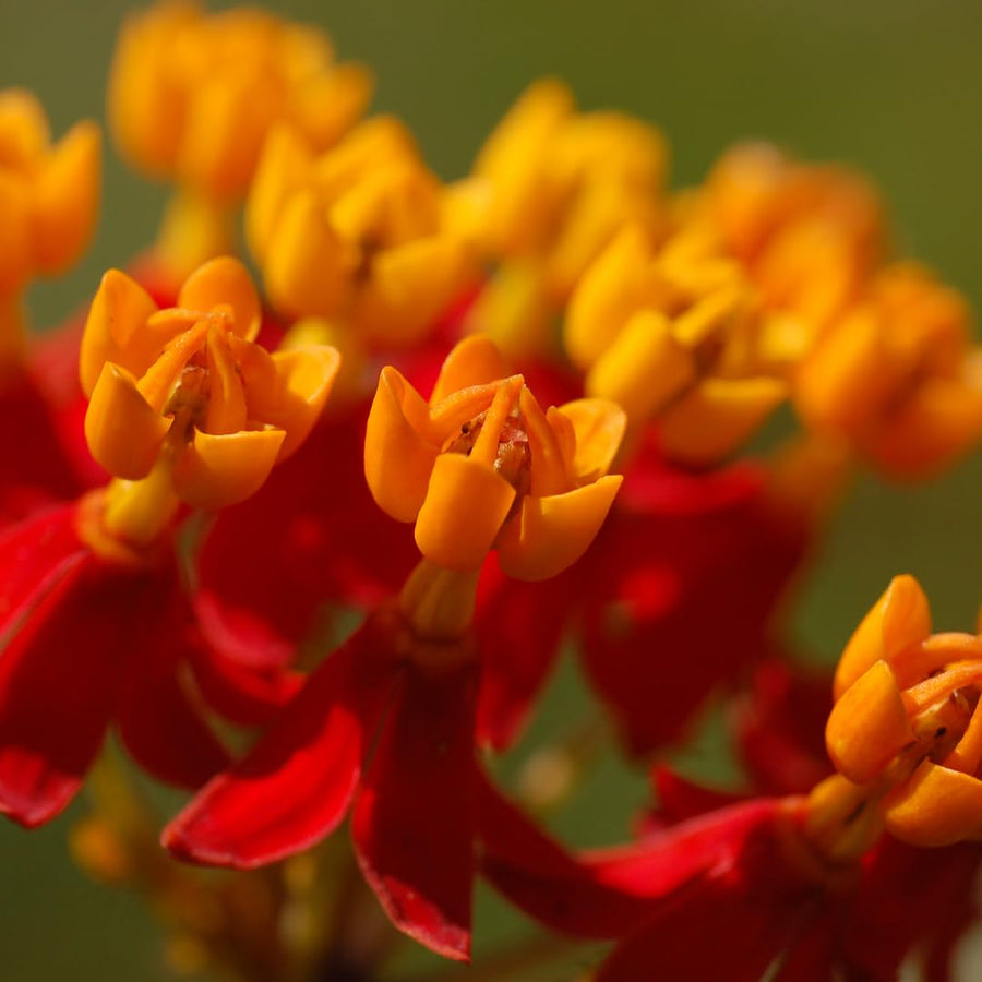 75 Red Milkweed Seeds for Planting, Milkweed Flower Seed