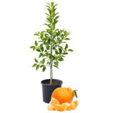 Ugli Tangelo Plant Live, Grafted Orange Tangelo Live Plant, Grafted Fruit Tree, 3 Feet Tall for Outdoor Planting
