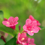 Pink Weigela Live Plant, 4 Inch Pot, 4-7 Inches Tall, Flowering Shrub for Outdoor Garden and Landscape