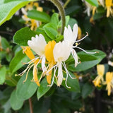 Honeysuckle Vine Live Plant, 6-7" Tall Starter, Climbing Honeysuckle Flowering Vine for Outdoor Garden, Trellis, Fence, or Landscape