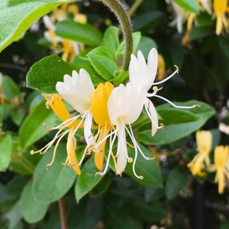 Honeysuckle Vine Live Plant, 6-7" Tall Starter, Climbing Honeysuckle Flowering Vine for Outdoor Garden, Trellis, Fence, or Landscape