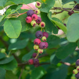 Live Serviceberry Tree Plant, 2–3 Years Old, 16–24 Inches Tall, Sweet Edible Berry Fruit Tree, Ready to Grow, Suitable for Outdoor Planting