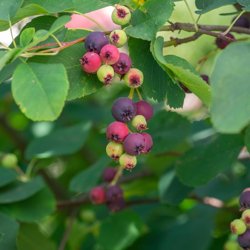 Live Serviceberry Tree Plant, 2–3 Years Old, 16–24 Inches Tall, Sweet Edible Berry Fruit Tree, Ready to Grow, Suitable for Outdoor Planting
